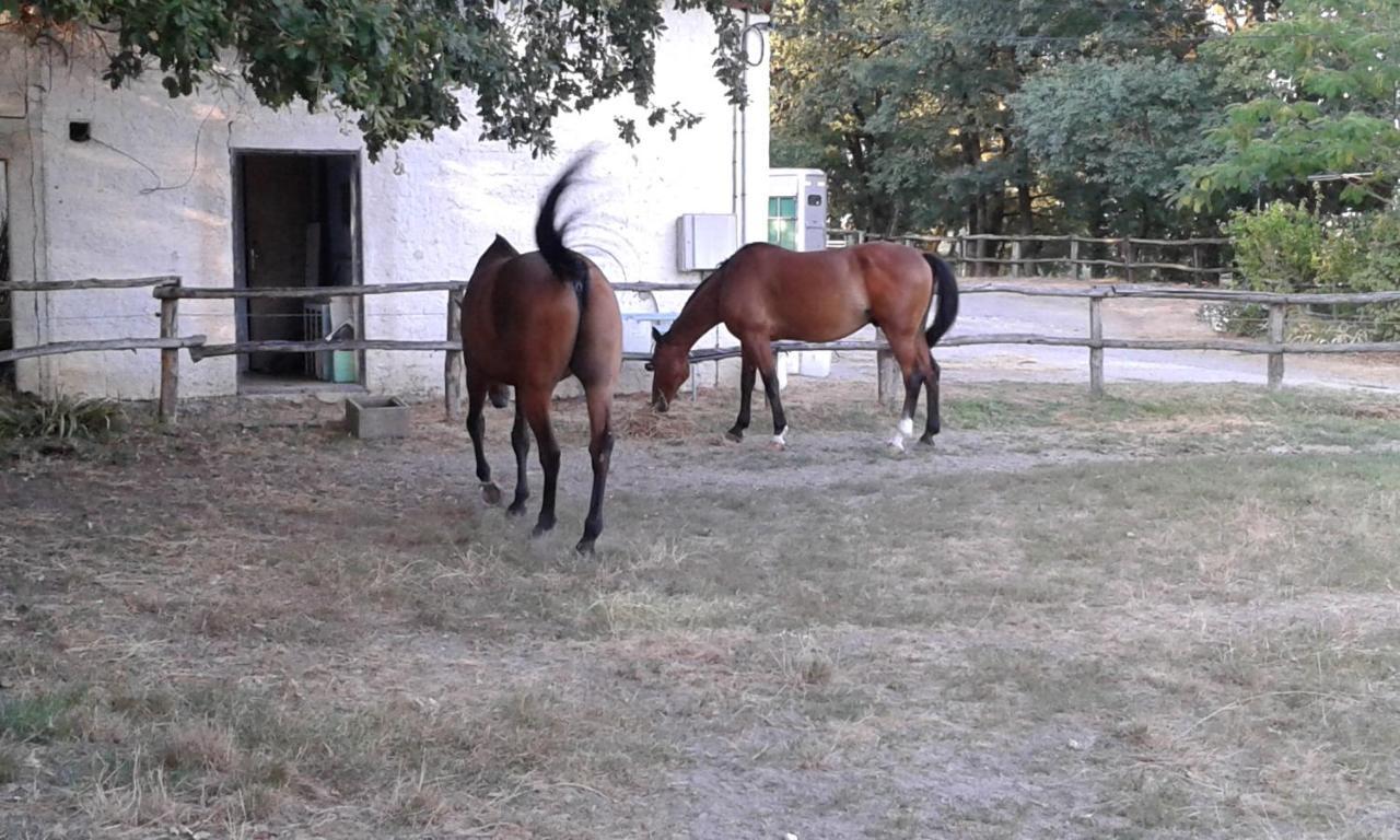 Ferme Equestre Des Abrons Villa Pailloles Ngoại thất bức ảnh